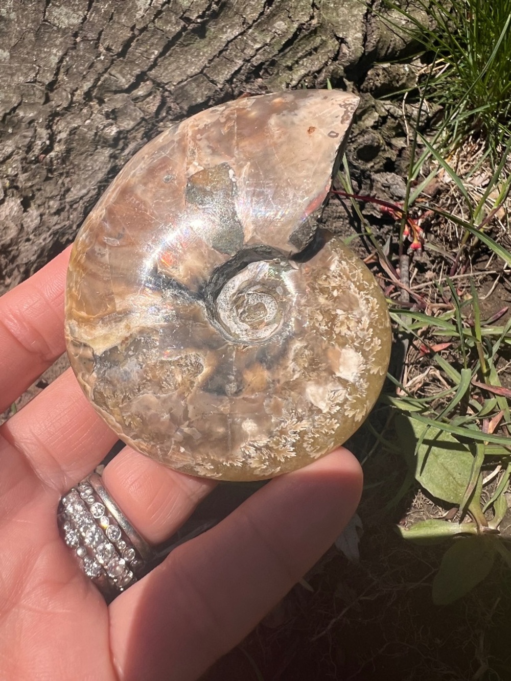Ammonite (7) fossil with stand | crystal